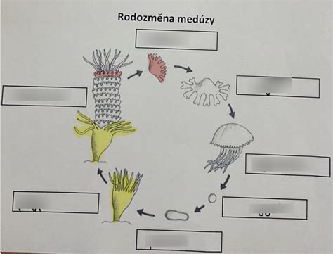 Schéma životného cyklu medúzy s fázami pohlavného a nepohlavného rozmnožovania