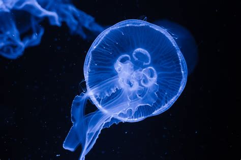 Medúza ušatá (Aurelia aurita) vo svojom prirodzenom prostredí