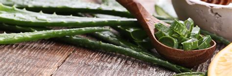 Infografika: Prehľad hlavných zdravotných výhod aloe vera