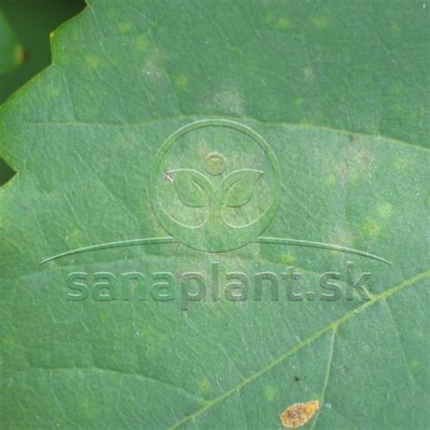 Ilustrácia múčnatky na listoch