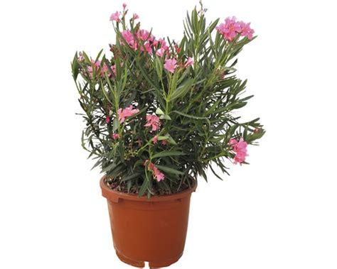 Oleander v kvetináči