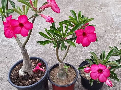 Adenium obesum kvitnúca rastlina