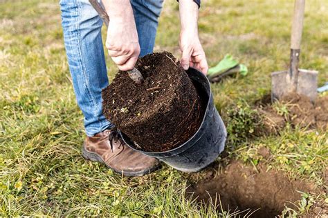 Koreňový bal stromčeka