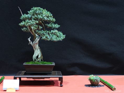 Príklad horizontálneho a šikmého rezu na bonsaji