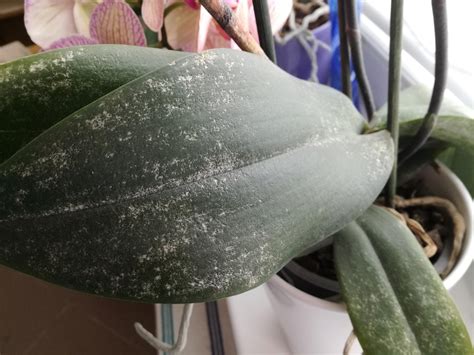 Orchidea s príznakmi choroby na listoch
