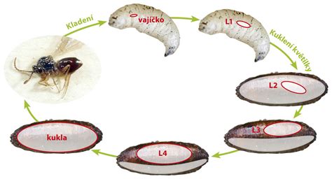 Schéma životného cyklu mravca: vajíčko, larva, kukla, dospelý jedinec