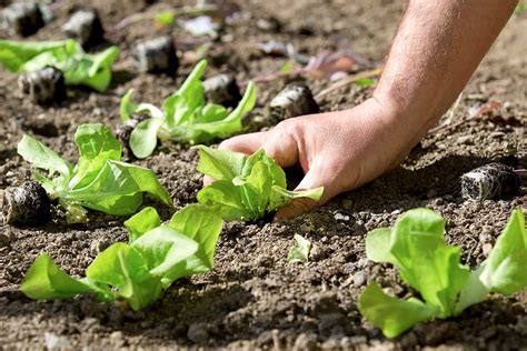 Zalievanie záhradného šalátu