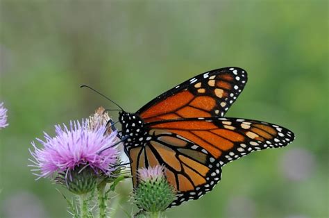 Motýľ monarch sťahovavý na glejovke americkej