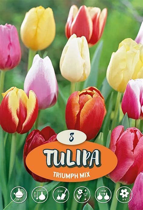 farebná zmes tulipánov