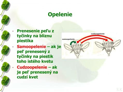 Opelenie kvetu včelou