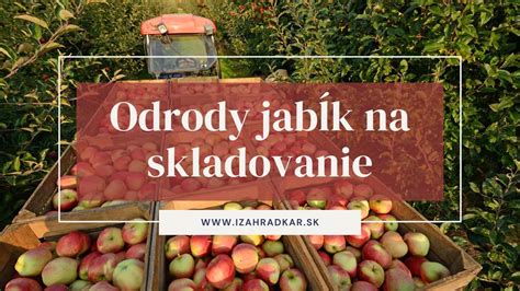 Rezistentné odrody jabĺk