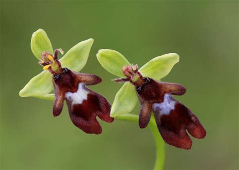História a rozšírenie orchideí vo svete