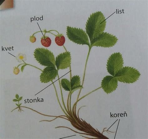 Ilustrácia rastliny púpavy lekárskej s vyznačenými časťami (kvet, listy, koreň)