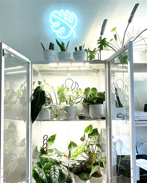 Správne umiestnenie a nastavenie grow lights pre optimálny rast