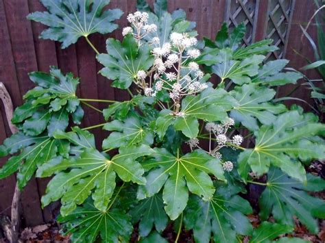 Rôzne druhy Fatsia Japonica