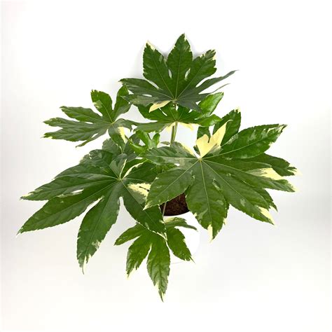 Rastlina Fatsia Japonica so žltnúcimi listami