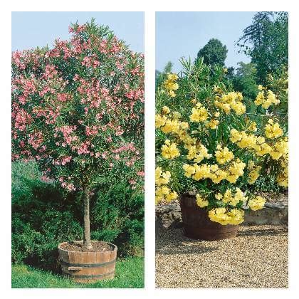 Oleander v kvetináči na terase