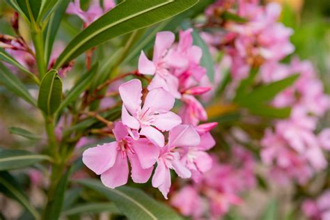 Príprava pôdy pre oleander
