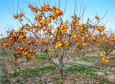 Schematické znázornenie ideálneho stanovišťa pre hurmikaki