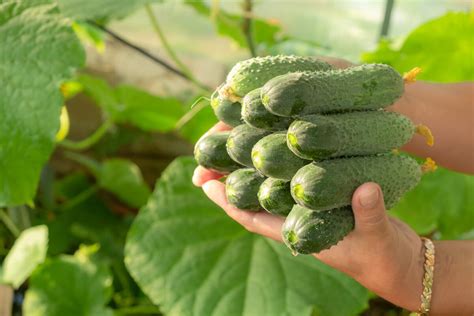 Zrelé uhorky na záhone