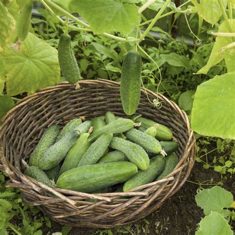 Mladé sadenice uhoriek v kvetináčoch