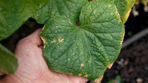 List uhorky napadnutý plesňou