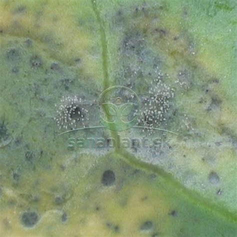 Roztočce na spodnej strane listu uhorky