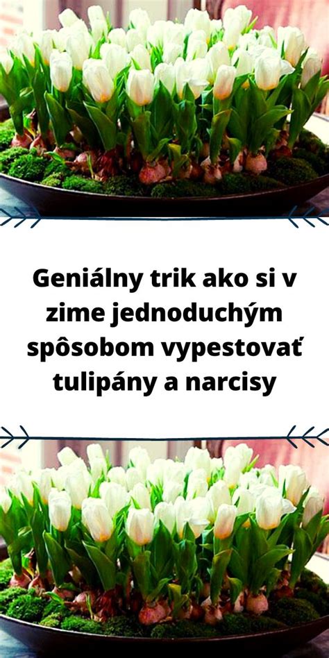 Tabuľka porovnávajúca starostlivosť o narcisy a tulipány