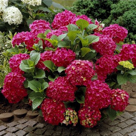 Hortenzia kalinolistá - Hydrangea macrophylla lacecap