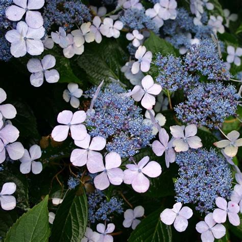 Hortenzia pílovitá - Hydrangea macrophylla serrata