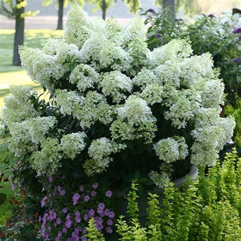 Biela hortenzia metlinatá (Hydrangea paniculata)