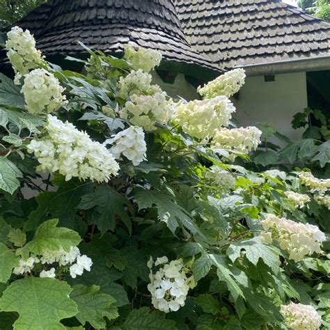 Hortenzia dubolistá (Hydrangea quercifolia)
