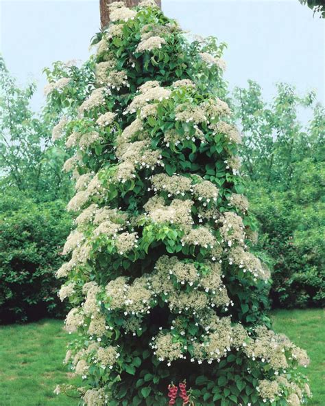 Hortenzia popínavá (Hydrangea petiolaris)