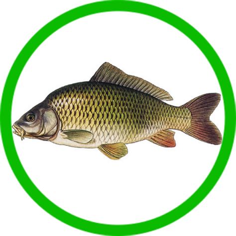 Kaprovité ryby a ich rozmanitosť