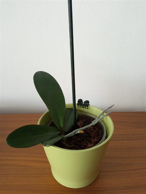 Orezávanie kvetnej stonky orchidey