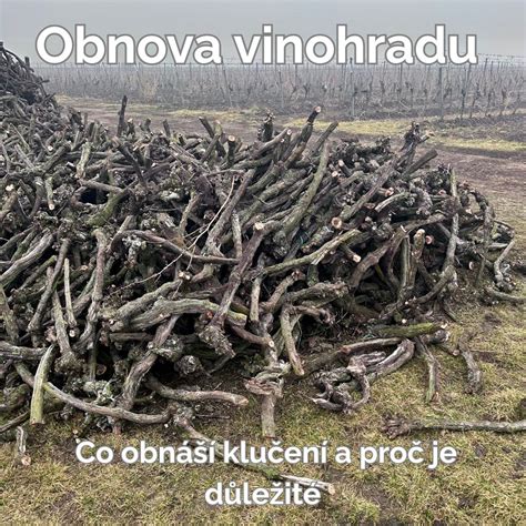 Obnova vinohradu