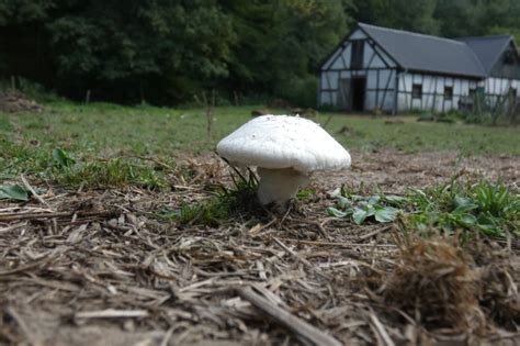 Optimálne prostredie na pestovanie šampiňónov
