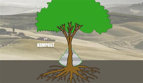 Vplyv povodne na koreňový systém stromu