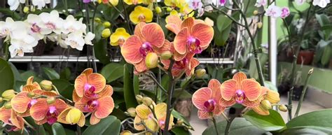 Orchidea so žltnúcim listom