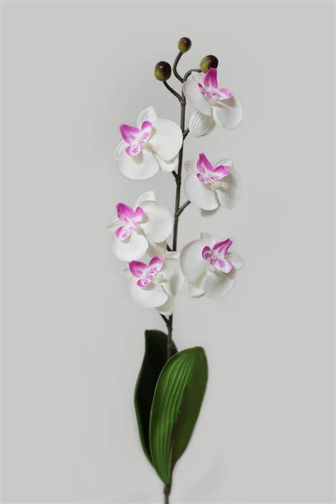 Orchidea s ovisnutými listami