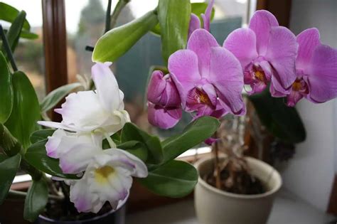 Orchidea s hnilobou koreňov