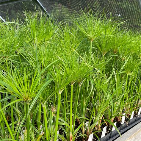 Cyperus papyrus v jazierku