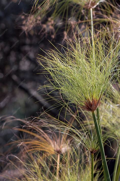 Detail kvetenstva Cyperus papyrus