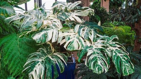 Monstera deliciosa s veľkými deravými listami