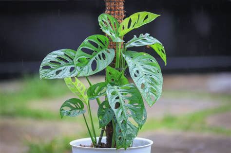 Monstera adansonii s typickými dierovanými listami