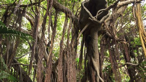 Monstera rastúca v tropickom pralese