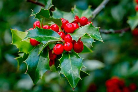 Cezmína ako živý plot