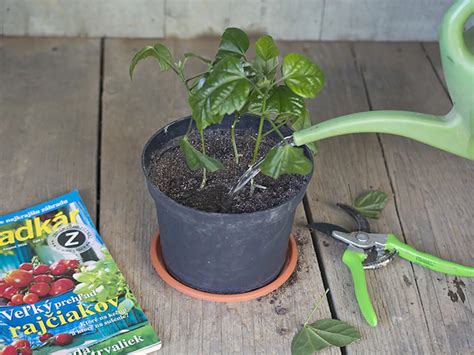 Odrezky cezmíny v substráte