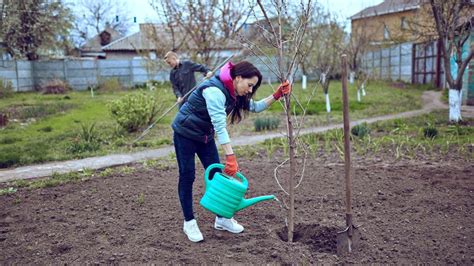 Zalievanie mladej cezmíny