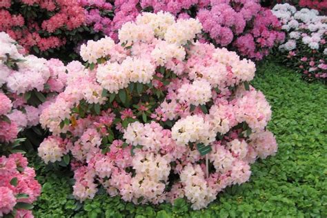 Rozmanitosť farieb kvetov rododendronov